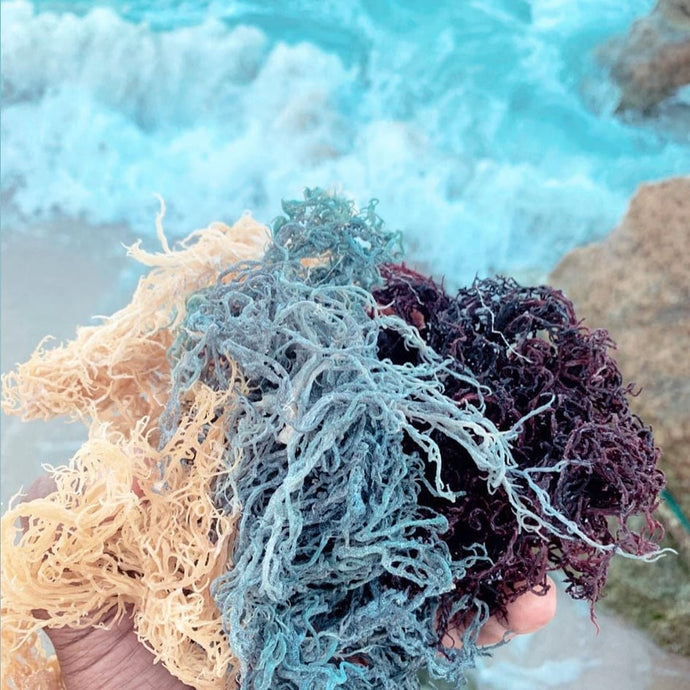 What are the Differences Between the Different Colors of Sea Moss?