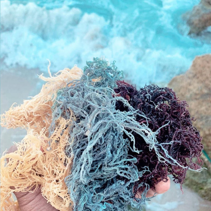 Gold, Purple, Green, or Full Spectrum? How to Choose the Right Sea Moss for You