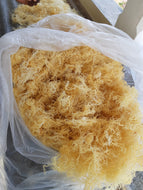 Wholesale Dried Sea Moss